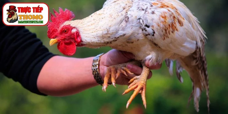 Phân Loại Cựa Gà Chọi: Vũ Khí Bí Mật Của Chiến Kê 3 cách chọn cựa gà tốt