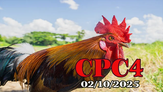 Clip đá gà Thomo C4 mới nhất 02/10/2025