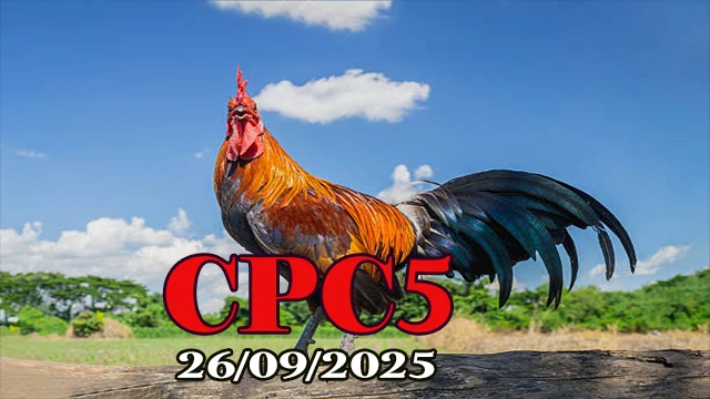Clip đá gà C5 Campuchia hôm nay 26/09/2025