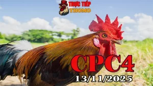 Clip Full Trận Đá Gà Thomo CPC4 Hôm Nay 13/11/2025