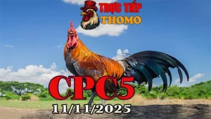 Full Video Clip Đá Gà CPC5 Hôm Nay 11/11/2025