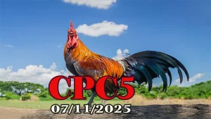 Xem Clip Phát Lại Đá Gà CPC 5 Hôm Nay 07/11/2025