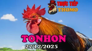 Xem video trực tiếp đá gà Tonhon hôm nay 27122025