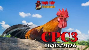 Xem clip đá gà trực tiếp CPC3 hôm nay ngày 10022026 Full HD
