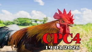 Tổng hợp video đá gà trực tiếp CPC4 hôm nay 19032026