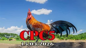 Xem video đá gà trực tiếp CPC5 hôm nay 15032026 tại Thomo Campuchia