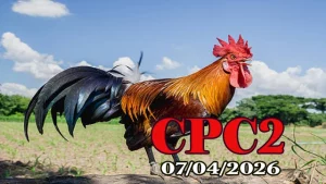 Xem Full Clip Đá Gà Thomo CPC2 Ngày 07042026