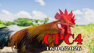 Xem video đá gà Thomo CPC4 hôm nay 16042026