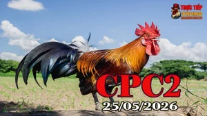 Xem Video Đá Gà Trực Tiếp CPC2 Ngày 25052026