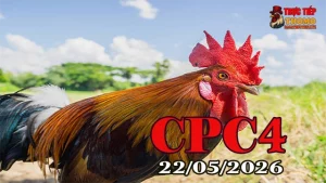Xem video đá gà thomo CPC4 ngày 22052026