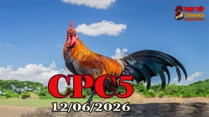Xem clip đá gà Thomo CPC5 ngày 12062026