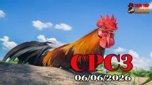 Xem video đá gà CPC3 hôm nay 06062026 full HD